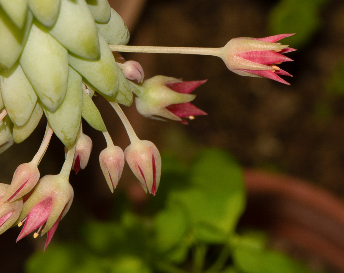 Изображение особи Sedum morganianum.