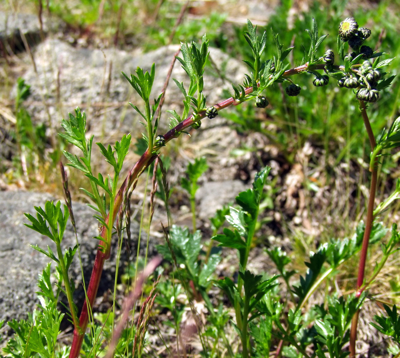 Image of Artemisia arctica ssp. ehrendorferi specimen.