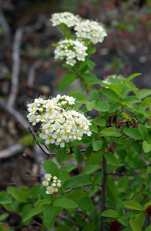 Изображение особи Spiraea media.