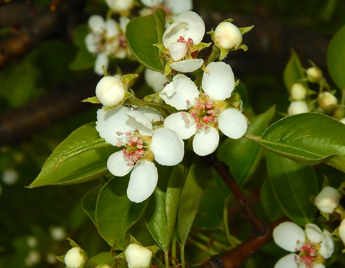 Image of Pyrus communis specimen.