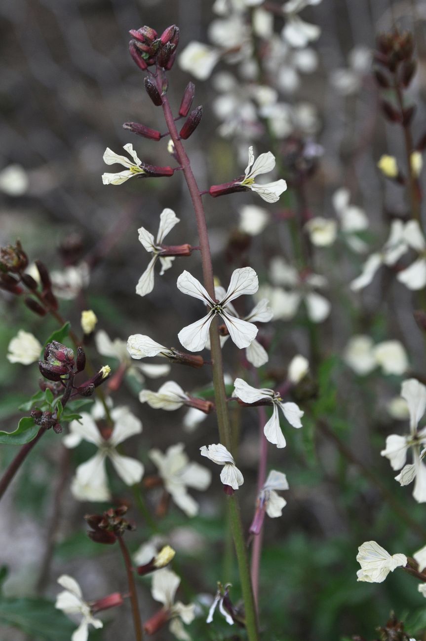 Image of Eruca sativa specimen.