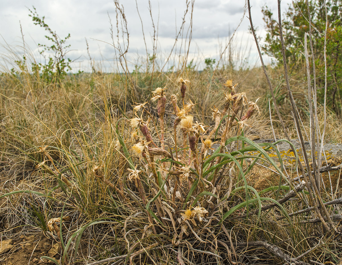 Image of genus Scorzonera specimen.