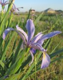 Iris pseudonotha