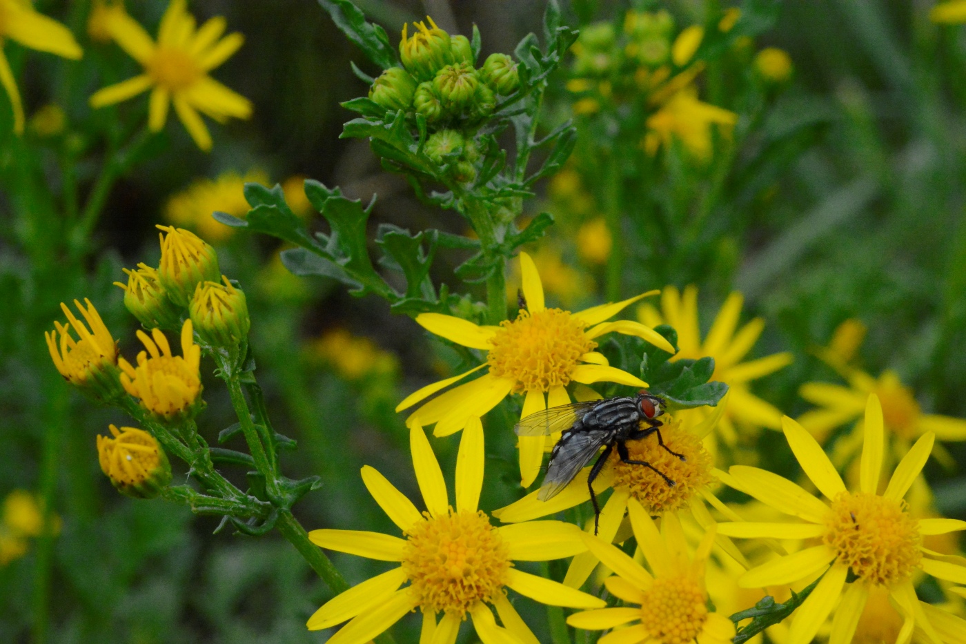 Image of genus Senecio specimen.