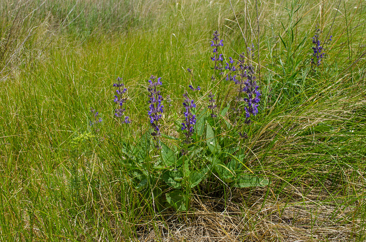 Image of Salvia stepposa specimen.