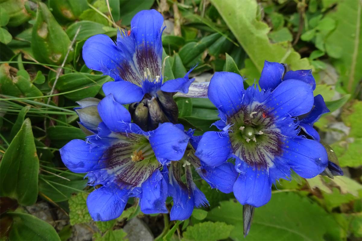 Image of Gentiana septemfida specimen.