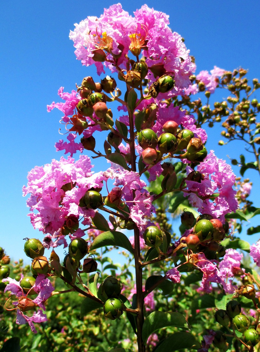 Image of Lagerstroemia indica specimen.