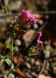 Смотреть изображение Silene compacta