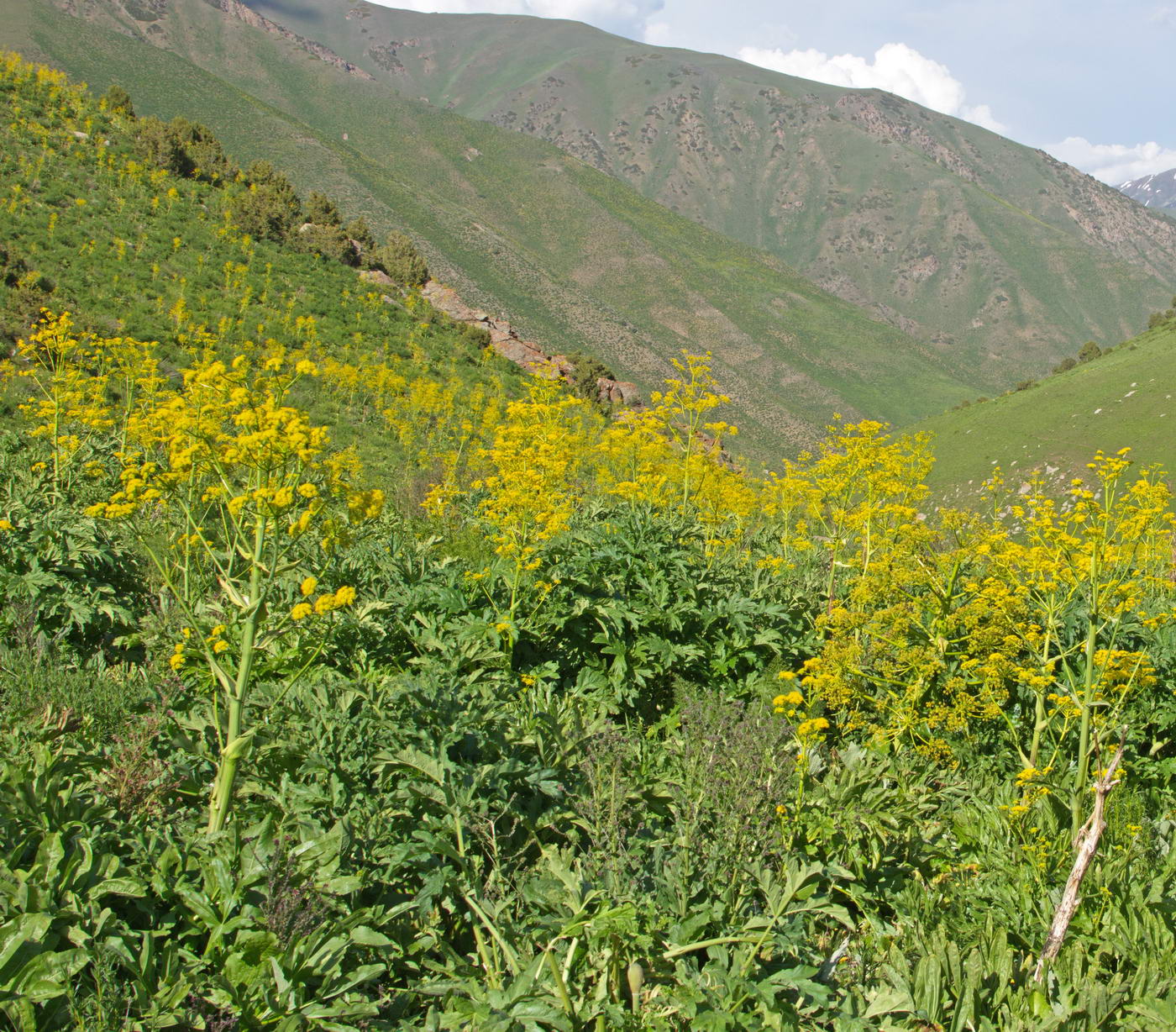 Изображение особи Ferula foetidissima.