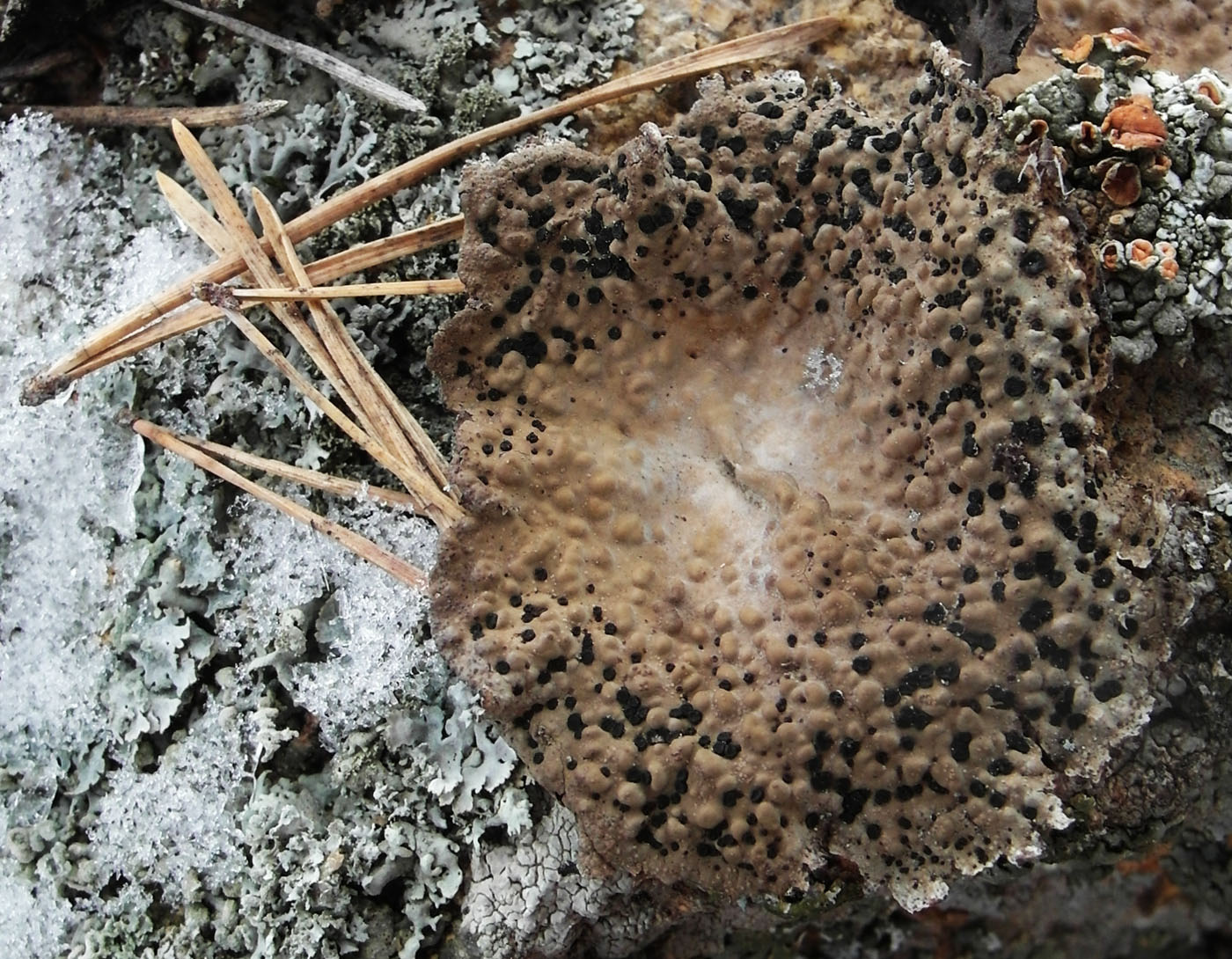 Image of Lasallia rossica specimen.