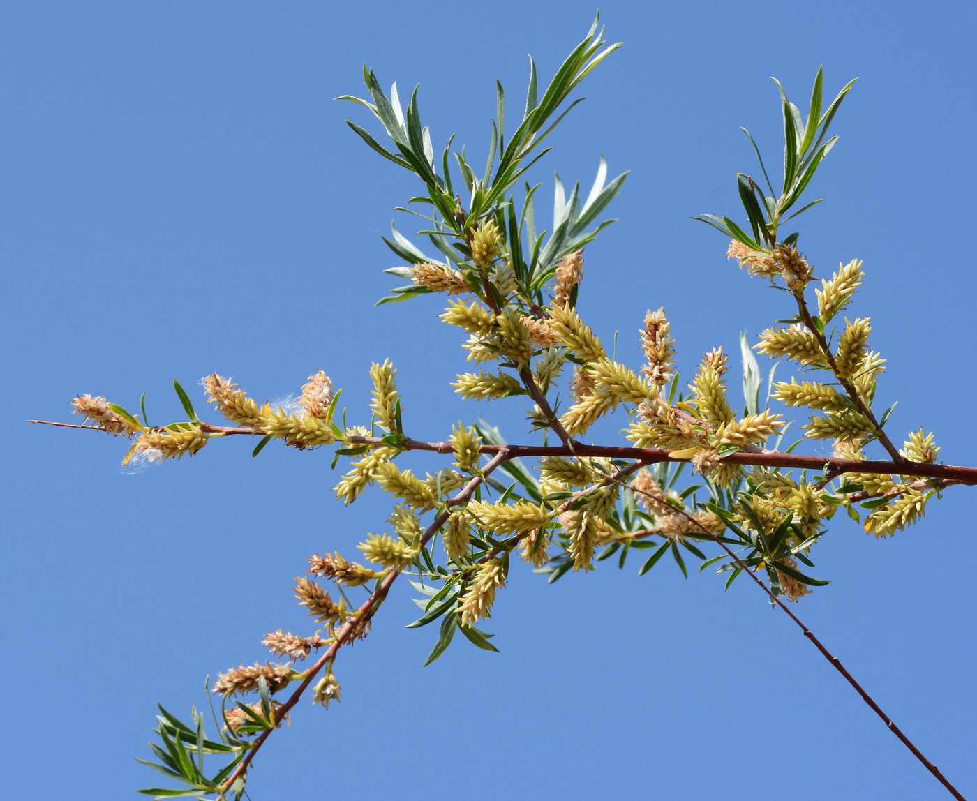 Изображение особи Salix wilhelmsiana.