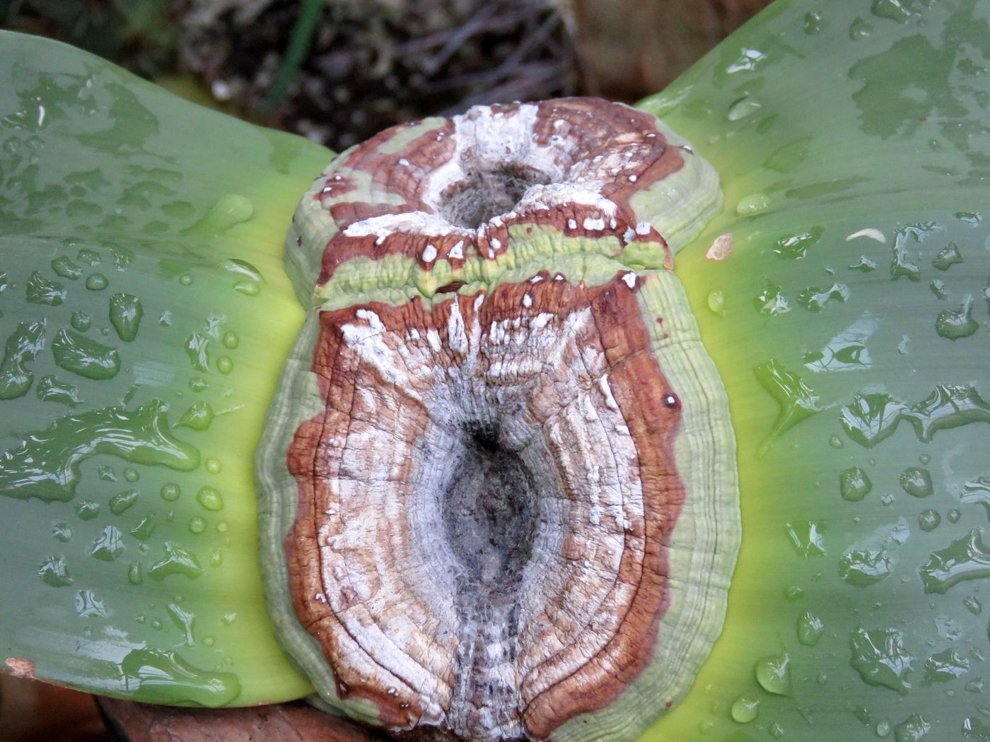 Image of Welwitschia mirabilis specimen.