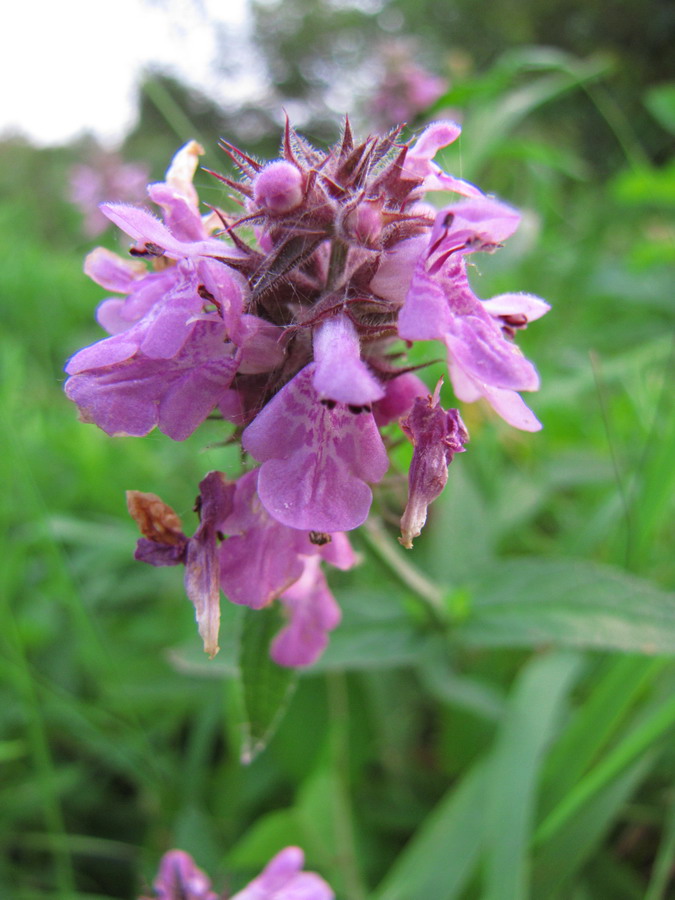 Image of Stachys palustris specimen.