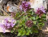 Thymus nummularius. Веточка цветущего растения. Краснодарский край, Апшеронский р-н, гора Черногор, платообразная вершина, ≈ 1750 м н.у.м., в расщелине скалы. 27.06.2020.