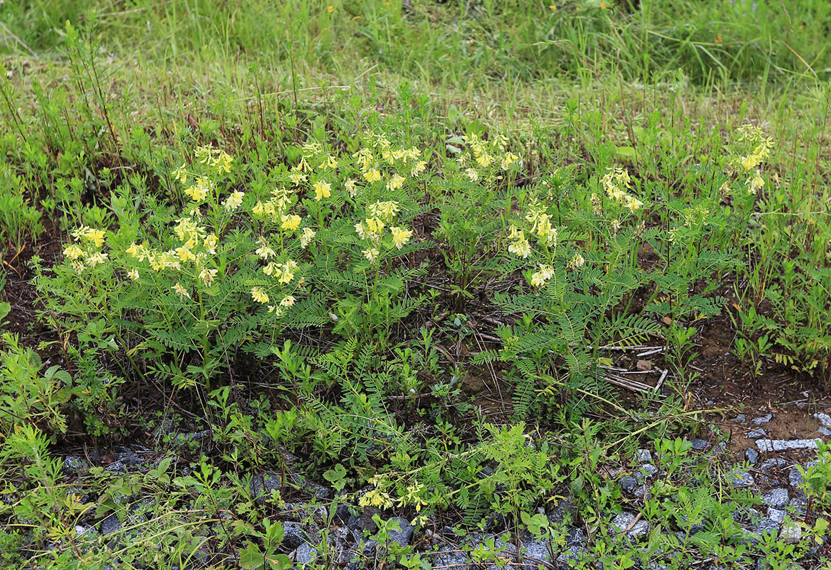 Изображение особи Astragalus chinensis.