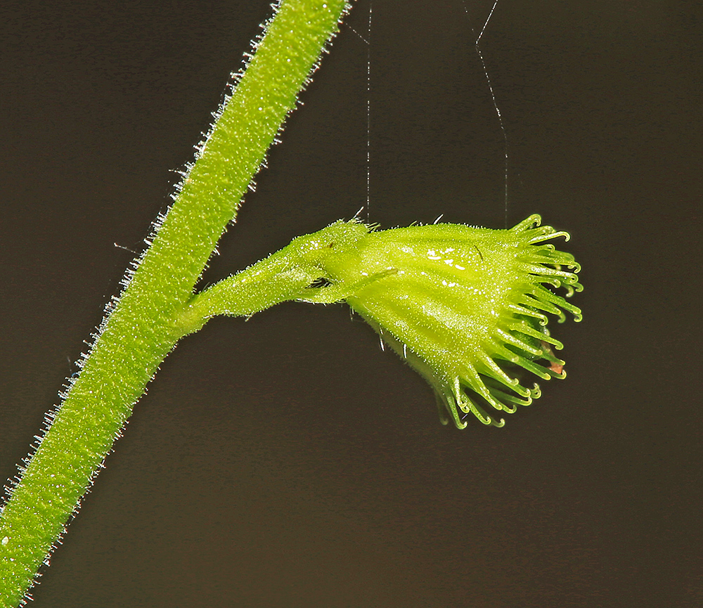 Image of Agrimonia granulosa specimen.