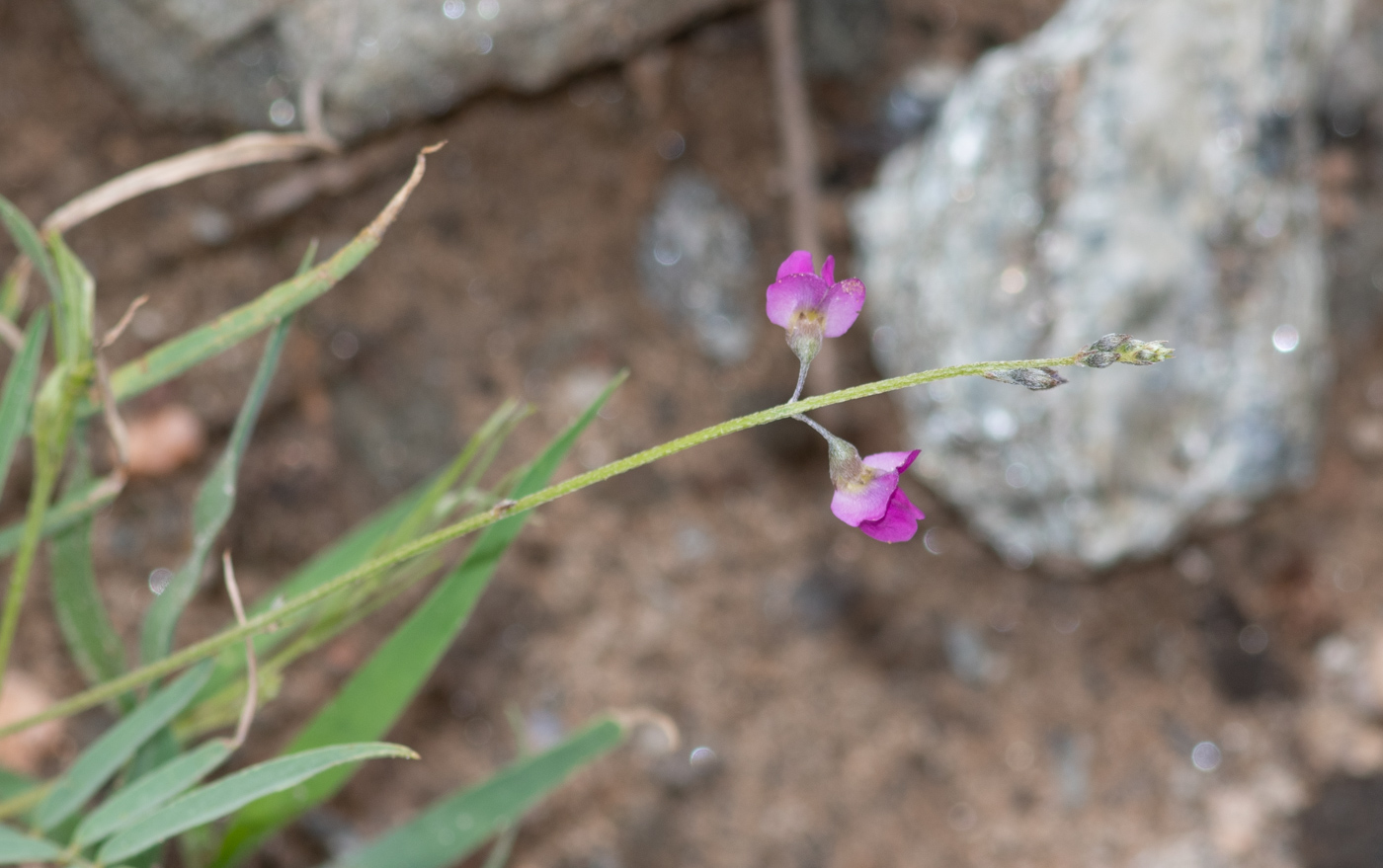 Image of Tephrosia dregeana specimen.