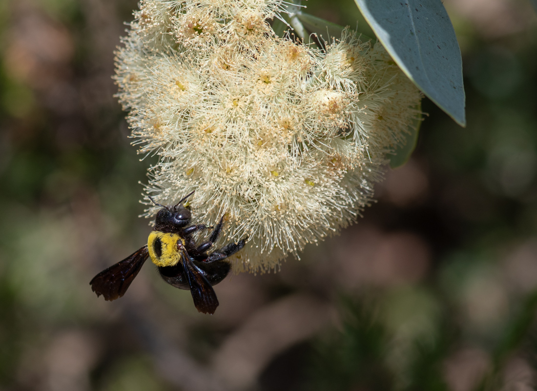 Image of Eucalyptus pruinosa specimen.