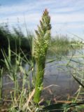 Polypogon fugax