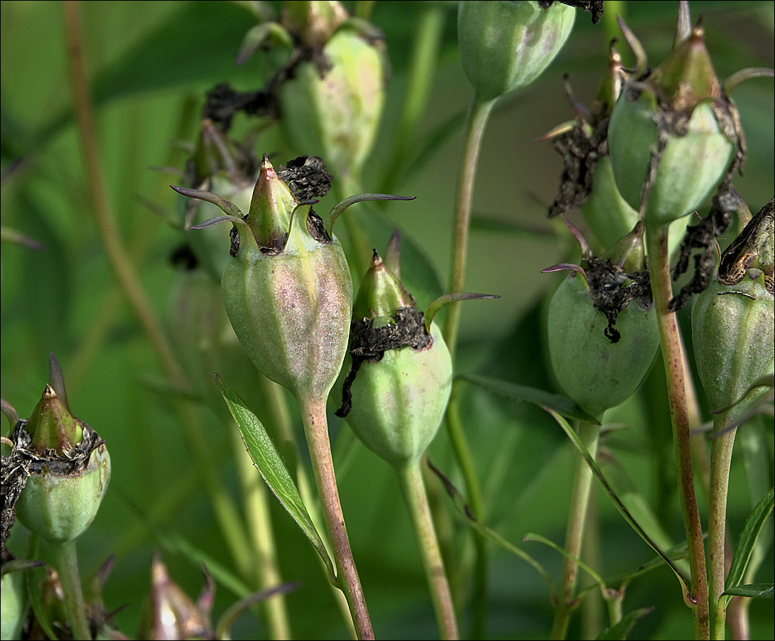 Изображение особи Platycodon grandiflorus.