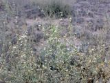 genus Atriplex. Верхушка плодоносящего растения. Казахстан, Заилийский Алатау, горы Бокайдынтау, перевал Кок-Пек. 02.09.2010.