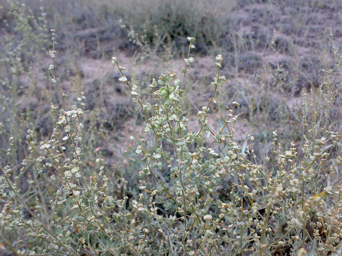 Image of genus Atriplex specimen.