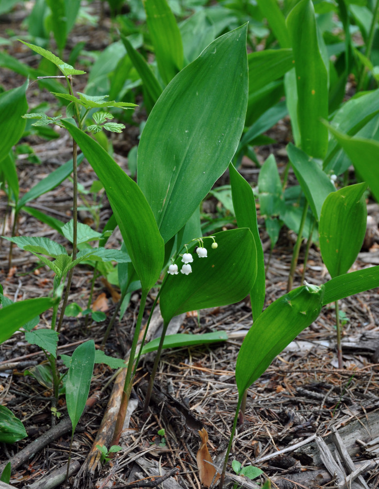 Image of Convallaria majalis specimen.