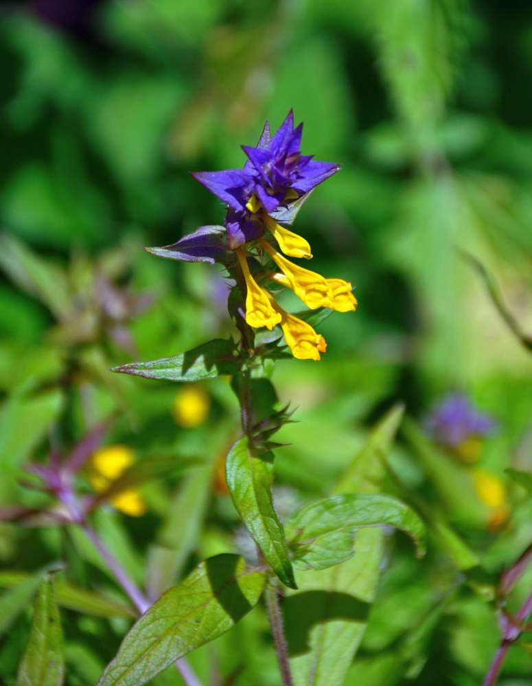 Изображение особи Melampyrum nemorosum.