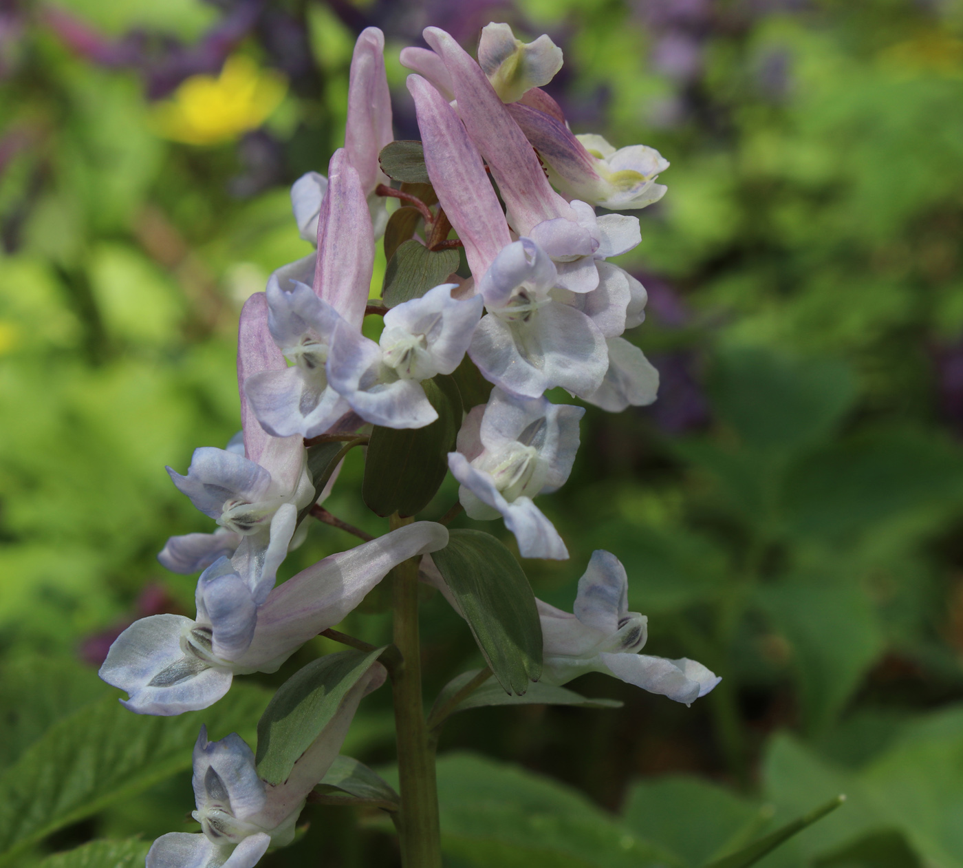 Изображение особи Corydalis solida.