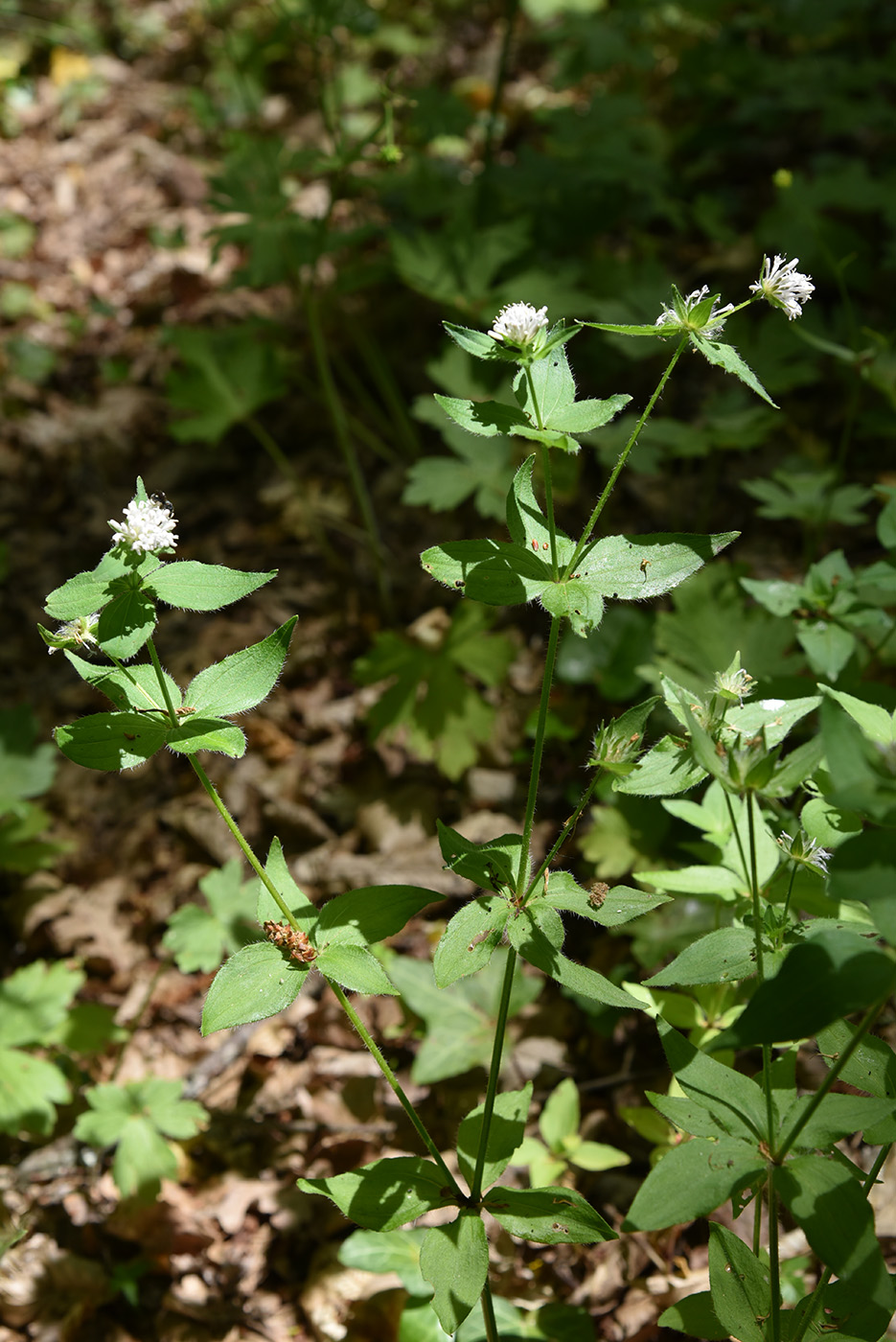 Image of Asperula caucasica specimen.