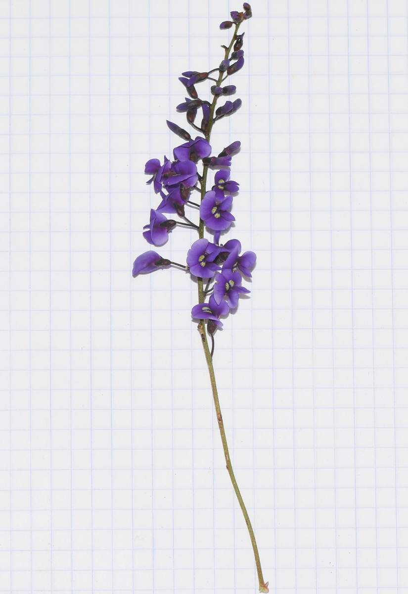 Image of Hardenbergia comptoniana specimen.