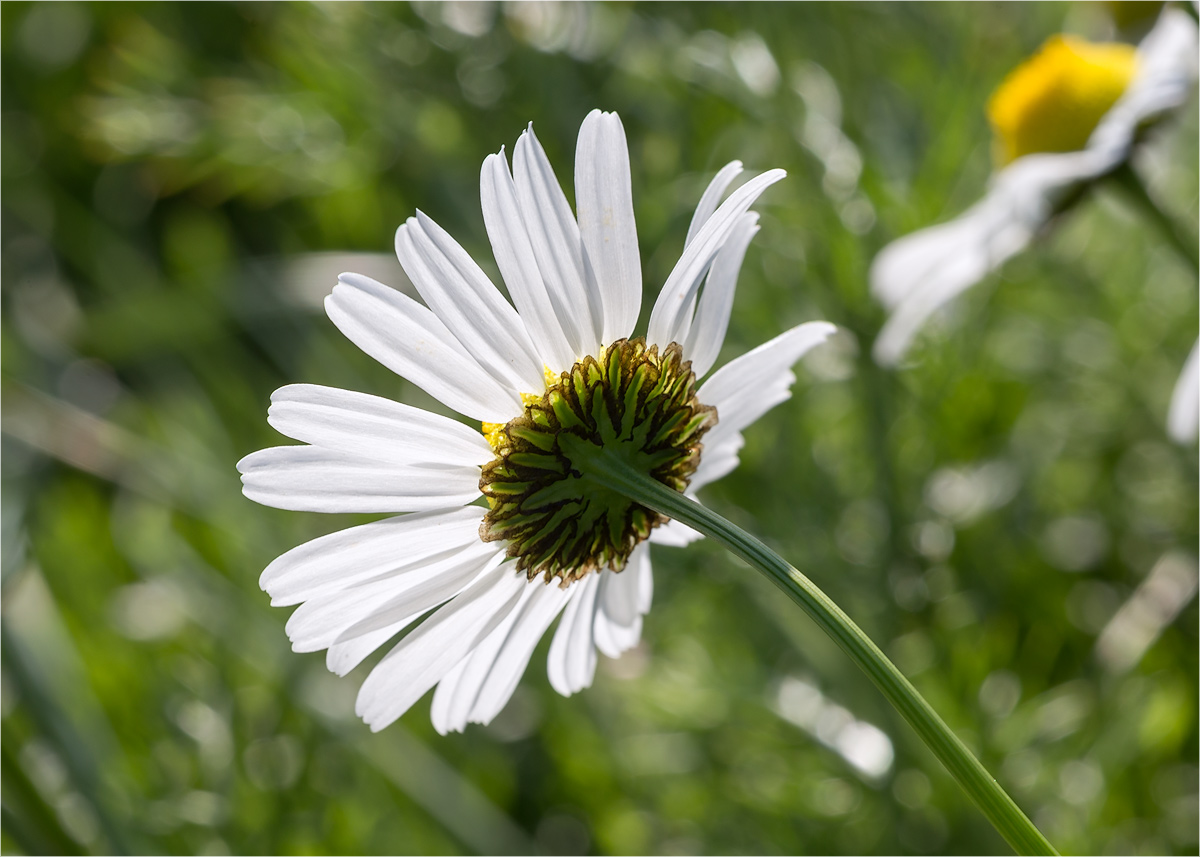 Изображение особи Tripleurospermum subpolare.