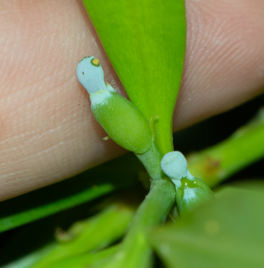 Изображение особи Podocarpus elatus.