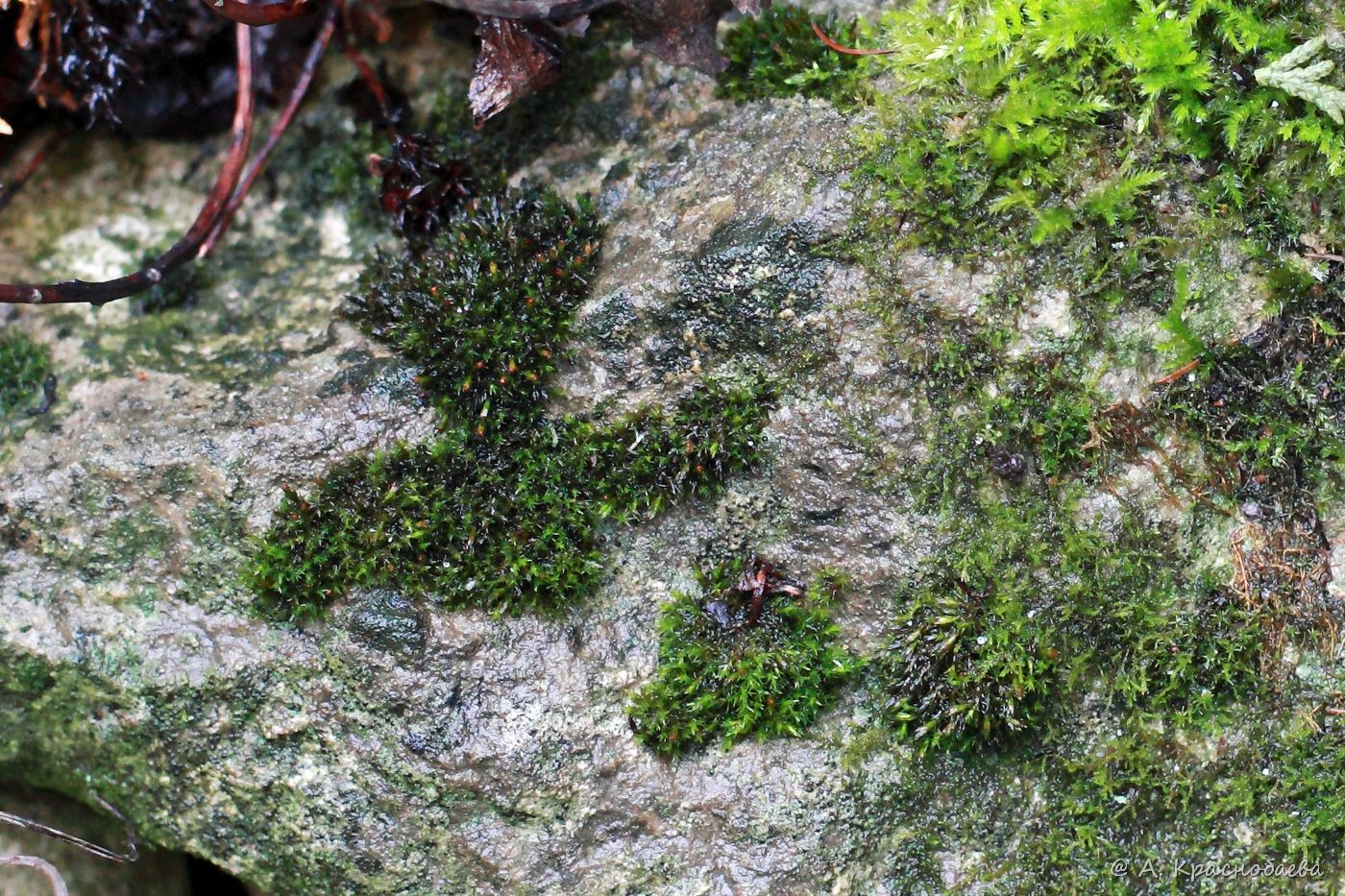 Image of genus Orthotrichum specimen.