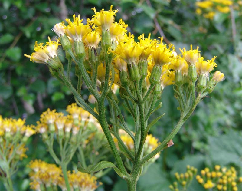 Image of Caucasalia pontica specimen.