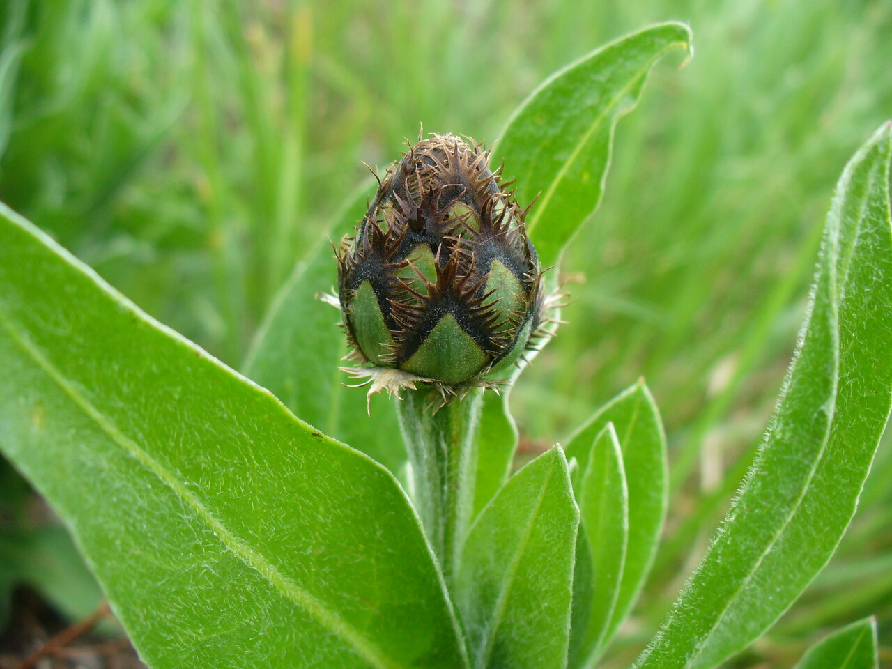 Image of Centaurea triumfettii ssp. axillaris specimen.