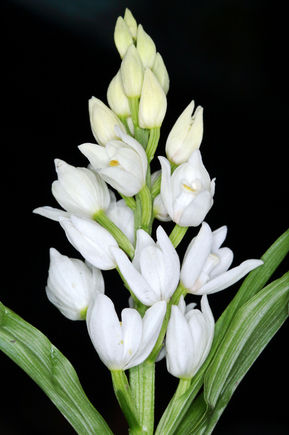 Image of Cephalanthera longifolia specimen.