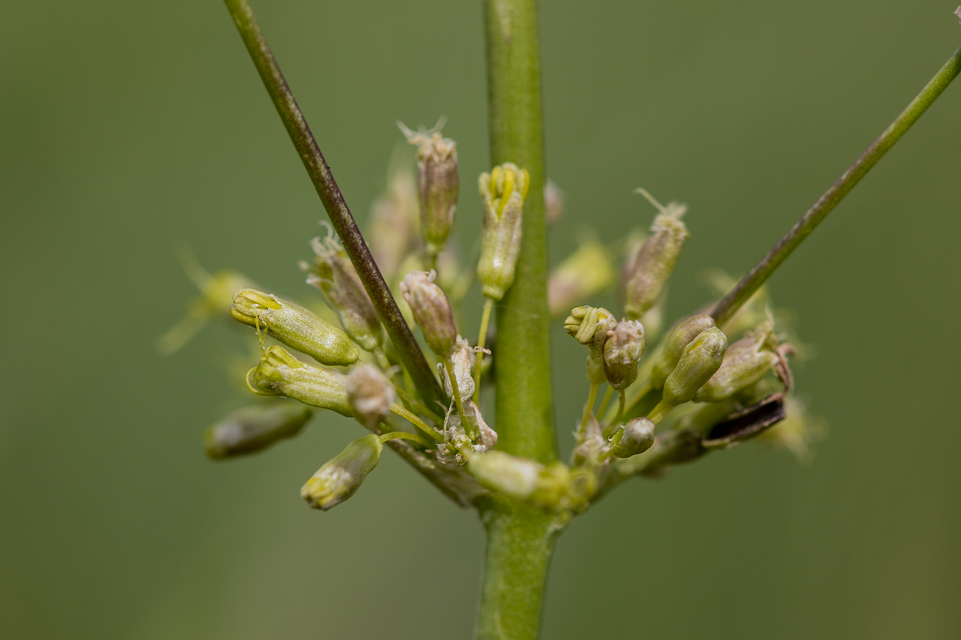 Image of Silene chersonensis specimen.