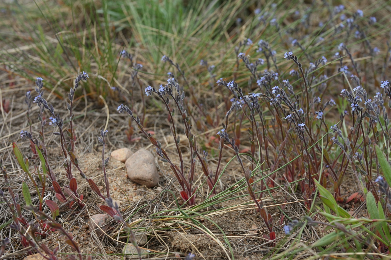 Изображение особи Myosotis micrantha.