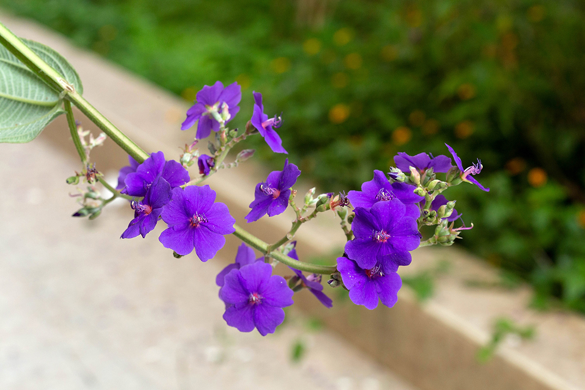 Image of Tibouchina urvilleana specimen.