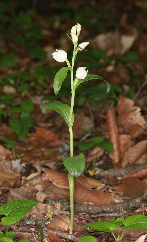 Image of Cephalanthera damasonium specimen.