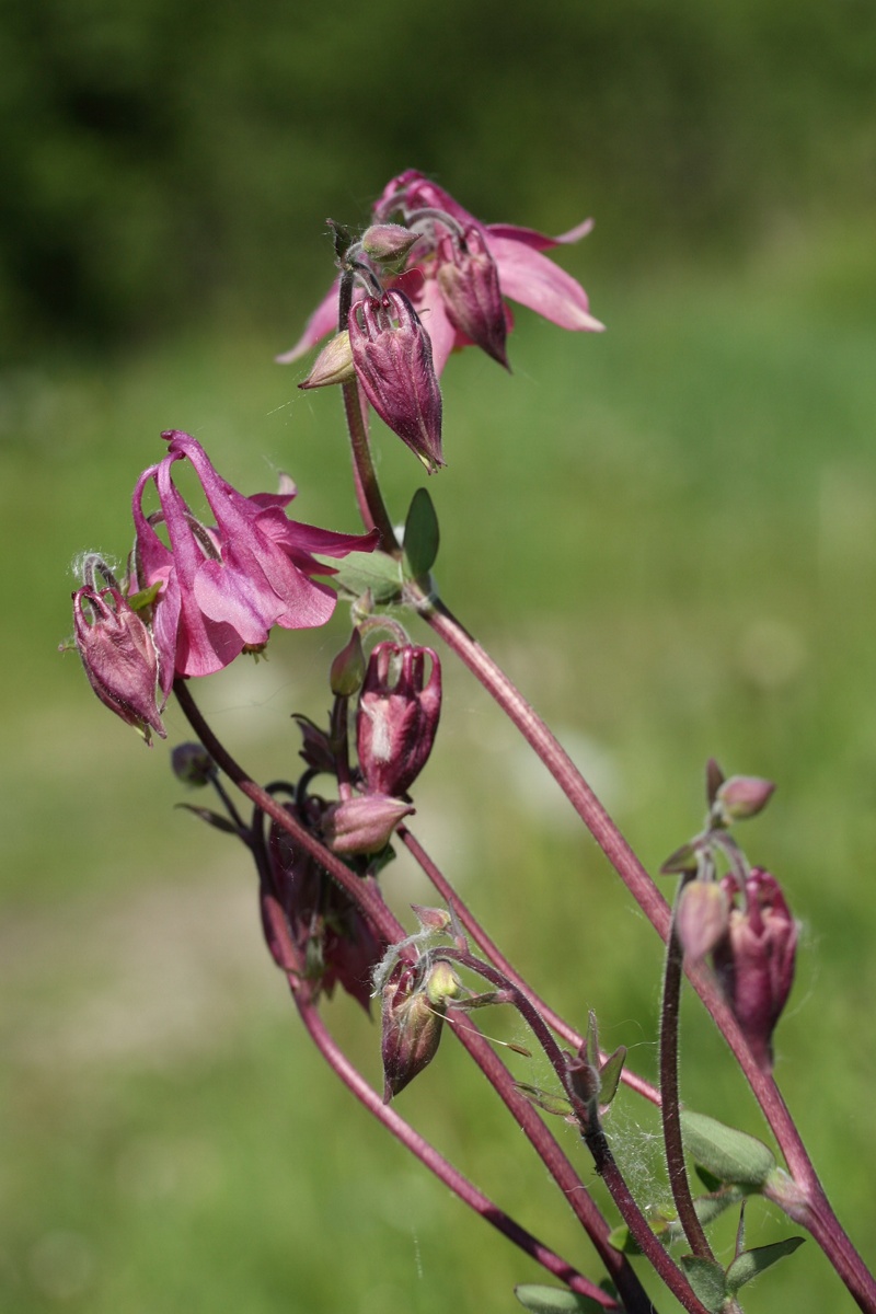 Изображение особи Aquilegia vulgaris.