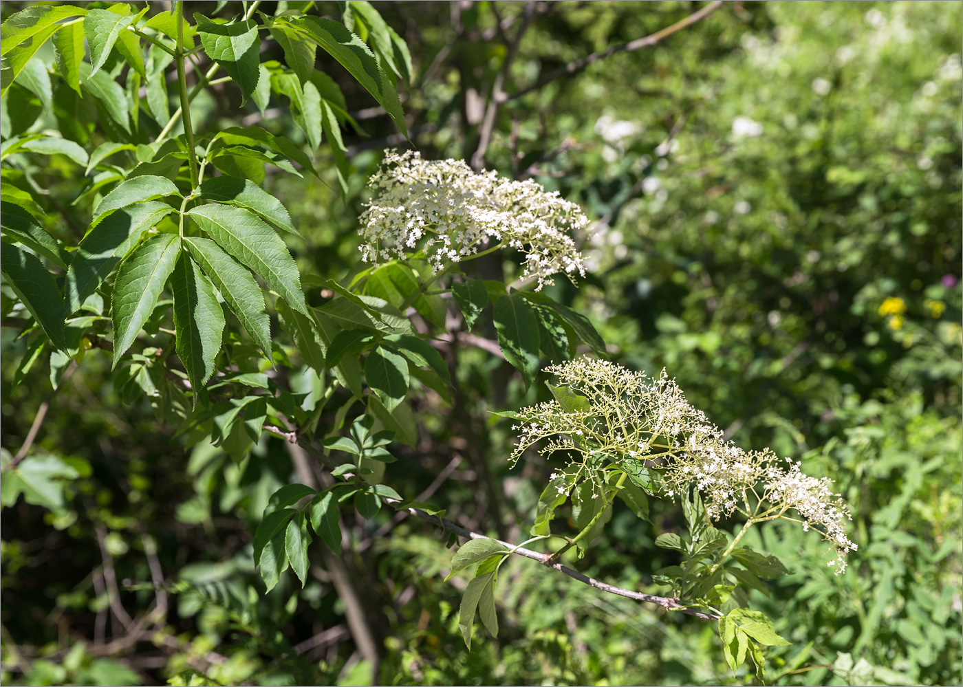 Изображение особи Sambucus nigra.