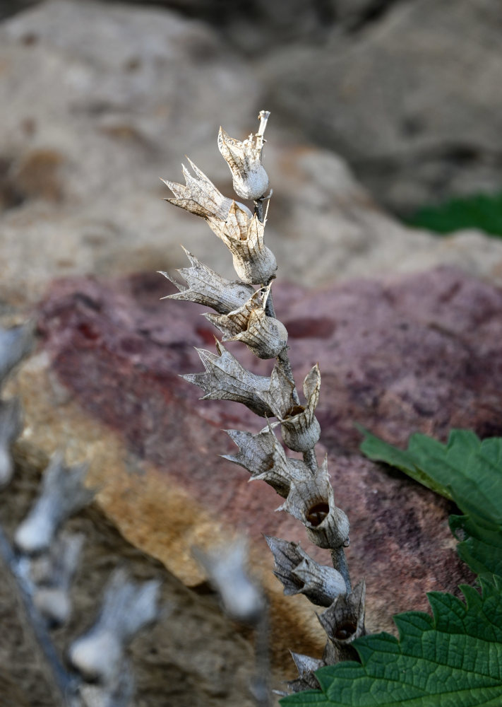 Изображение особи Hyoscyamus niger.