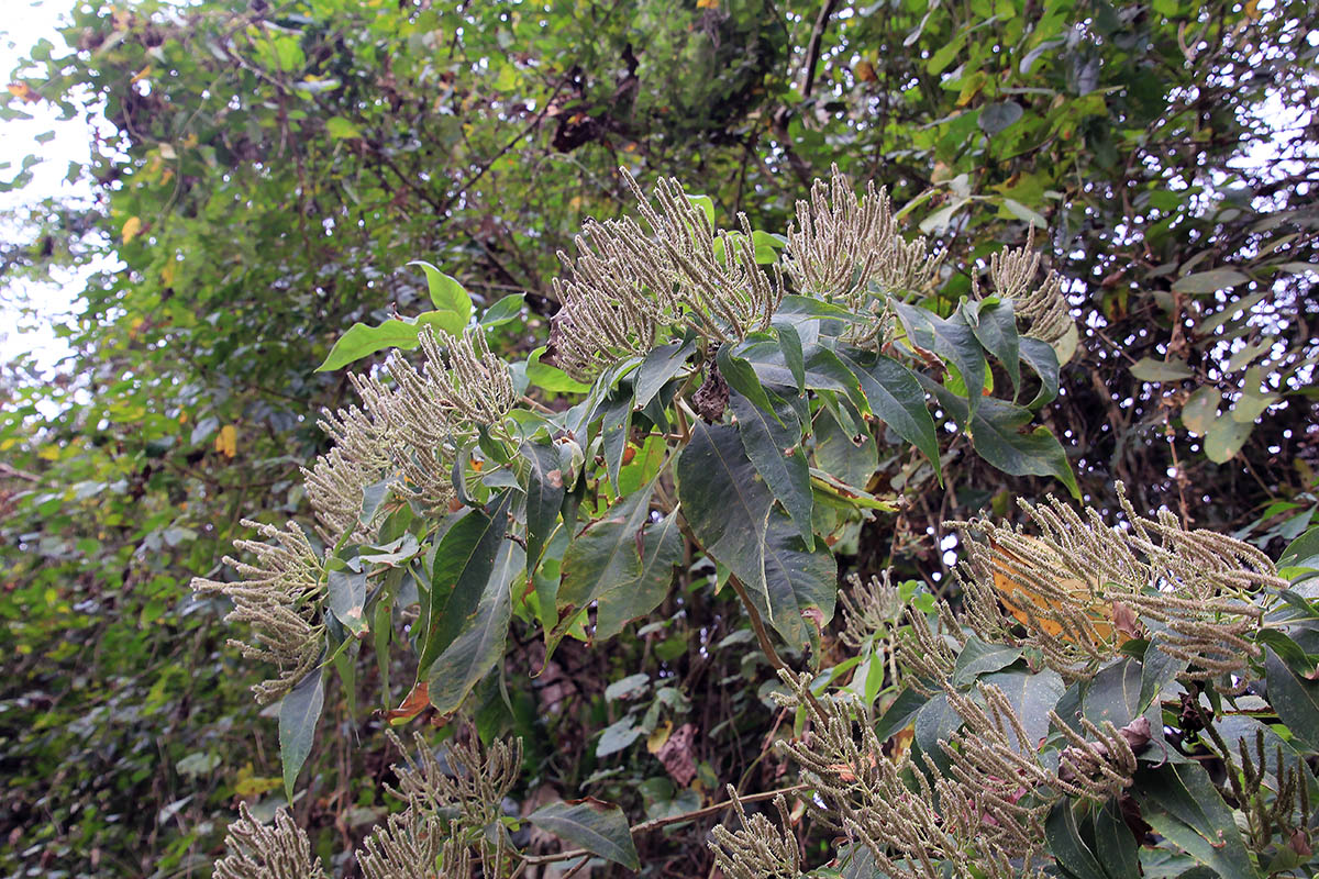 Изображение особи семейство Fagaceae.