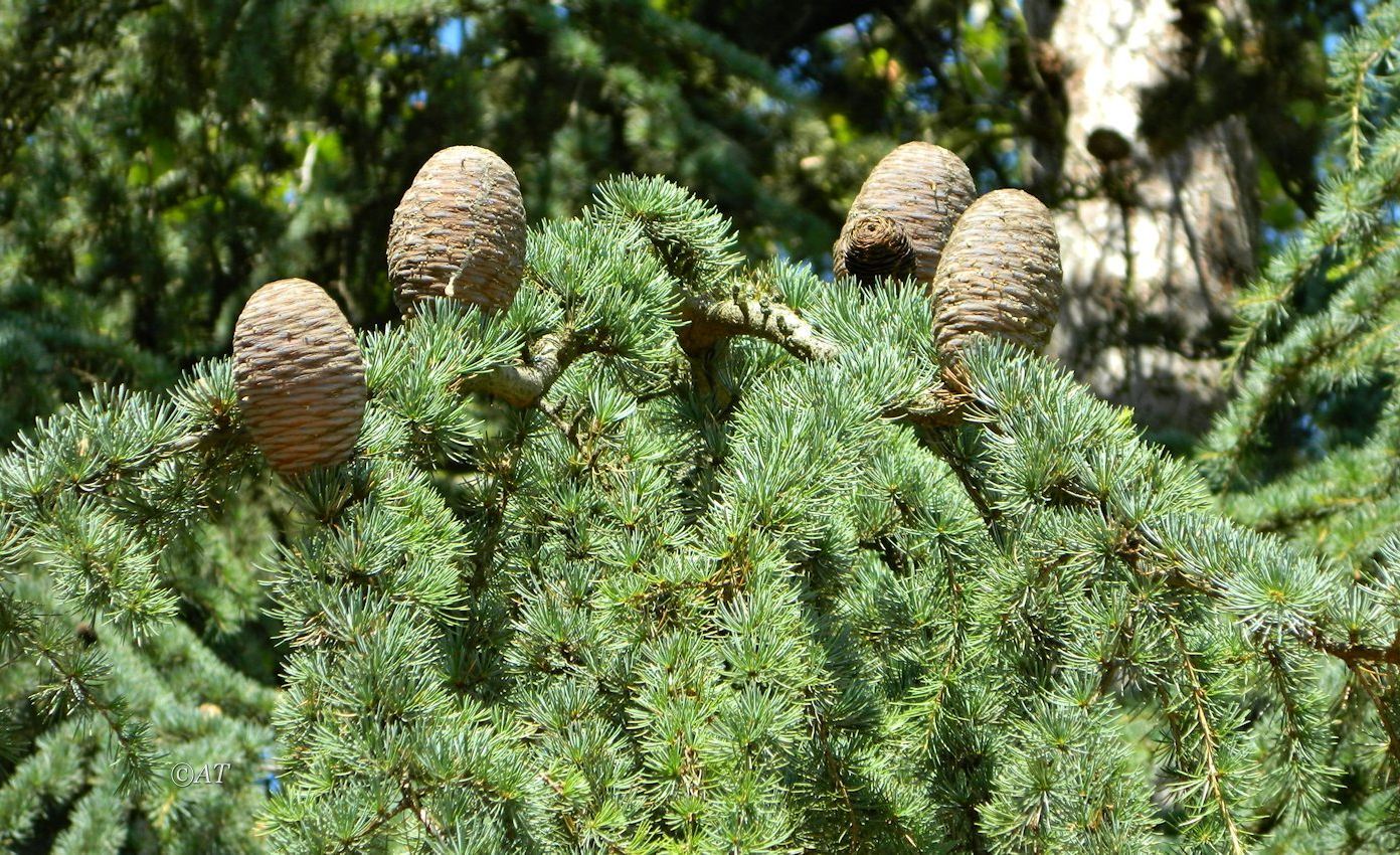 Image of genus Cedrus specimen.