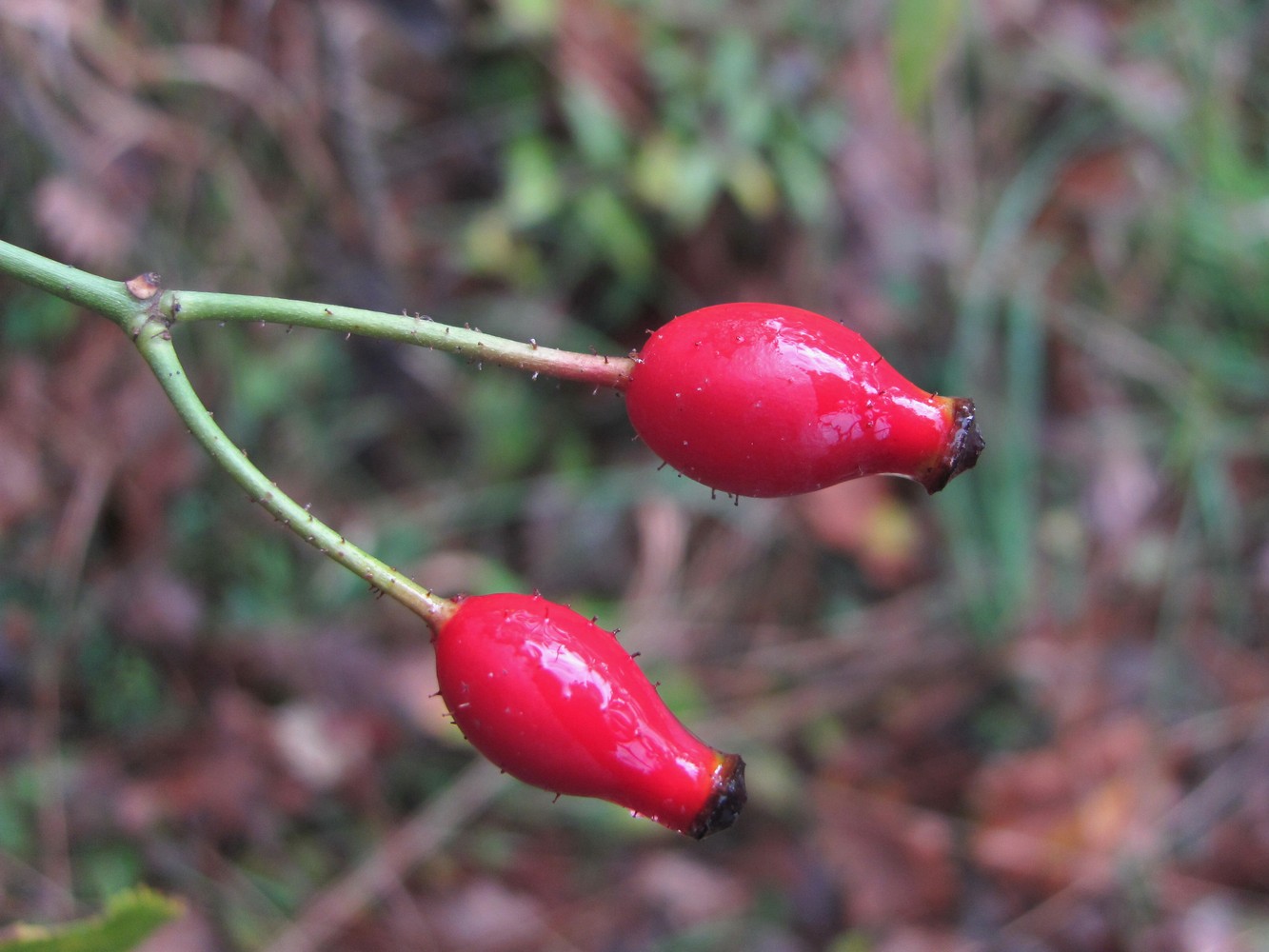 Image of genus Rosa specimen.