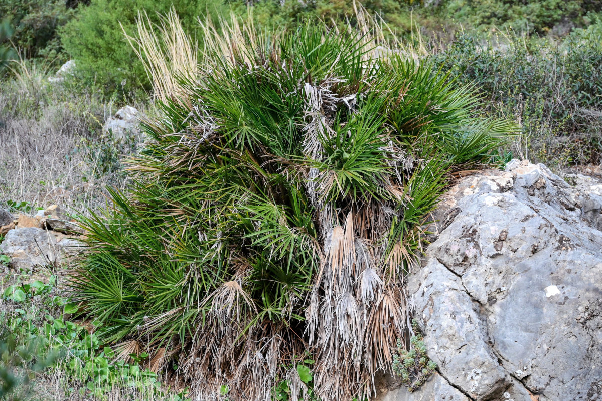 Изображение особи Chamaerops humilis.