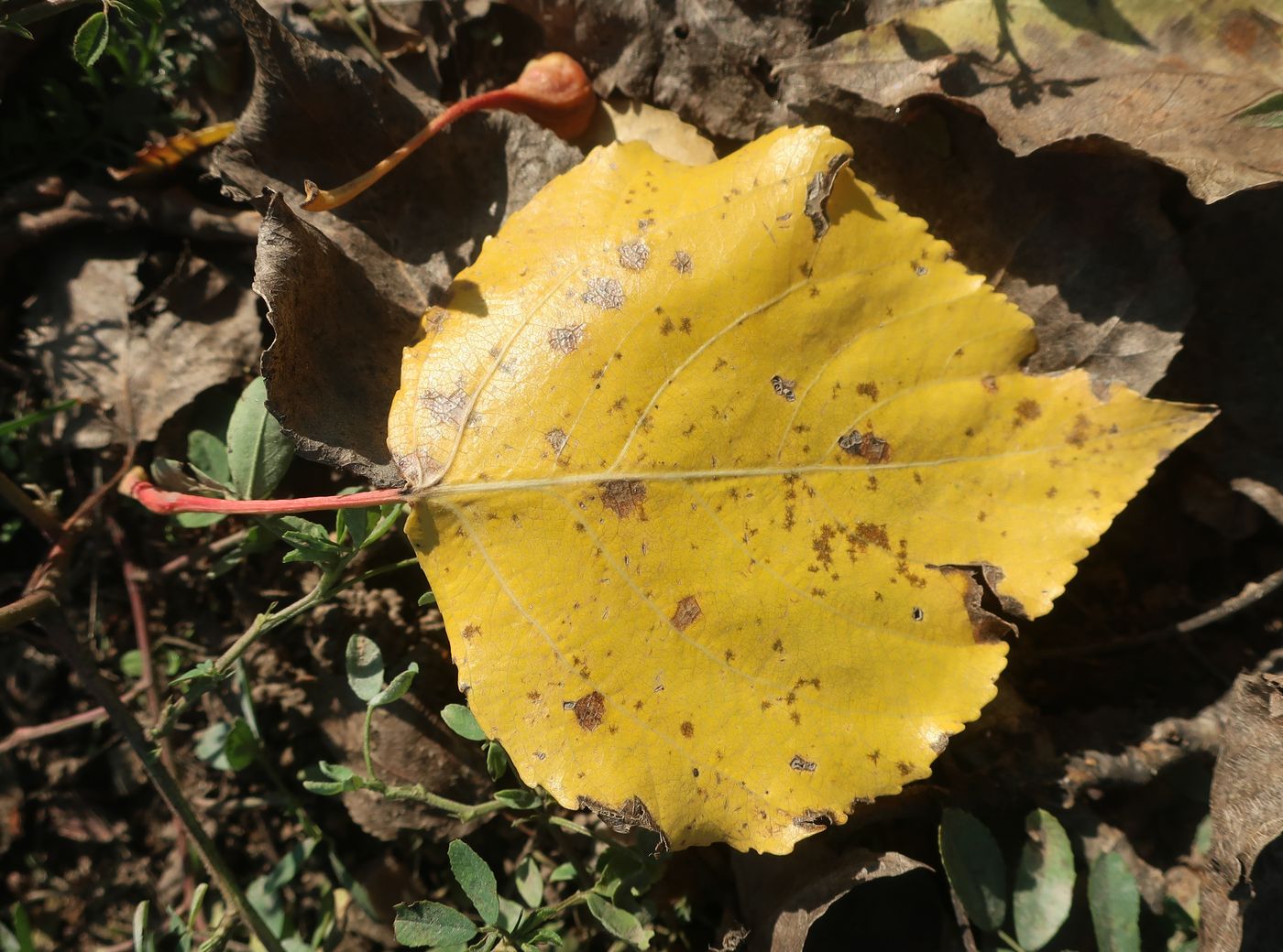 Image of Populus &times; berolinensis specimen.