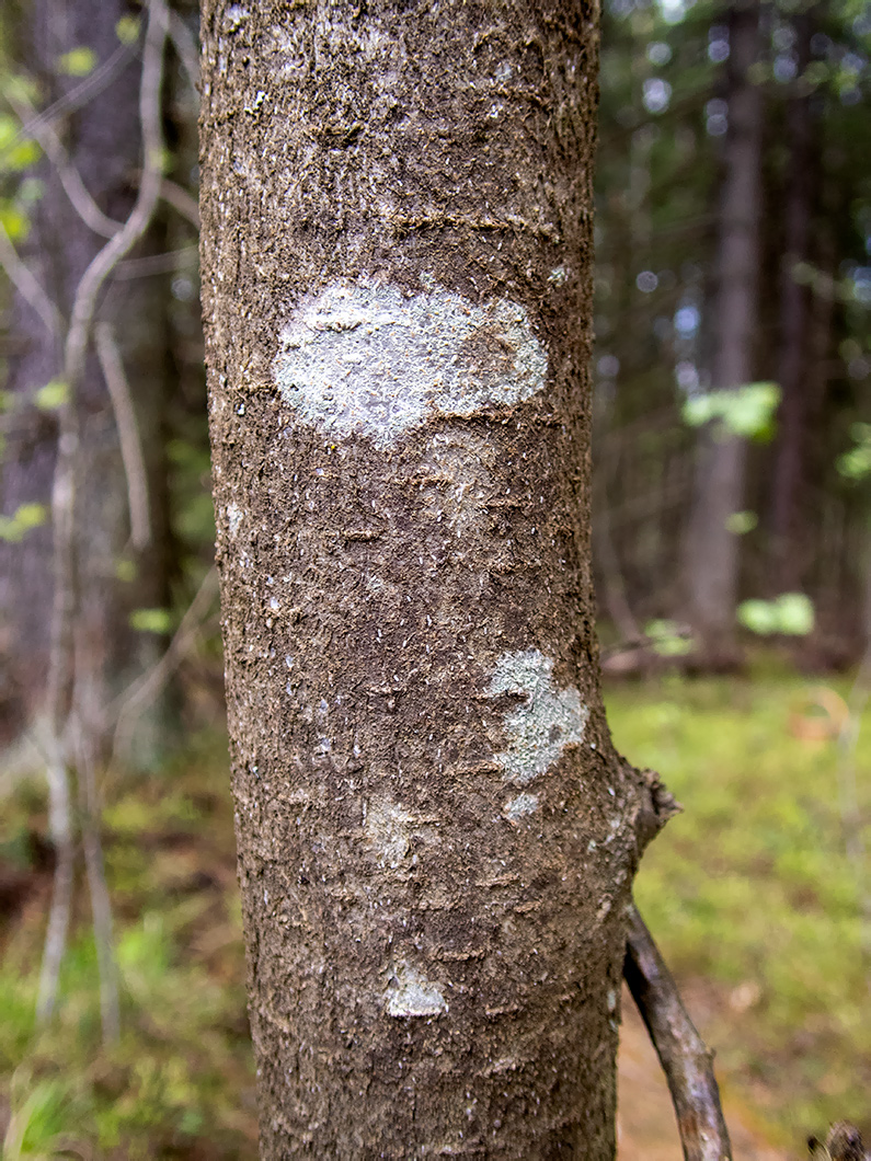 Image of Sorbus aucuparia specimen.